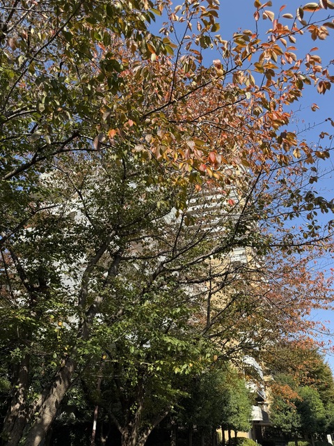 IMG_4733.jpeg